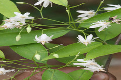 Wrightia tinctoria subsp. rothii